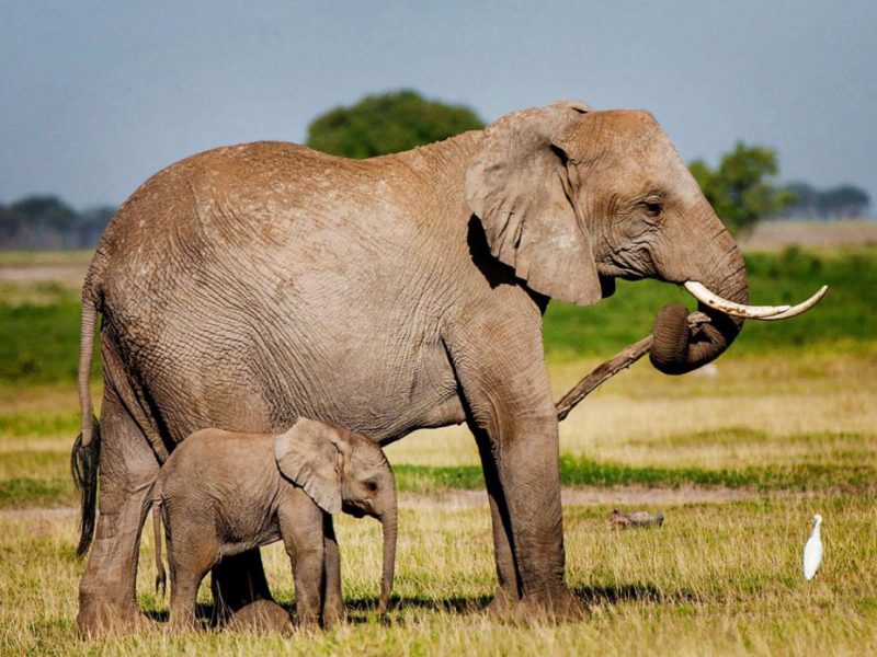 destinations-amboseli1