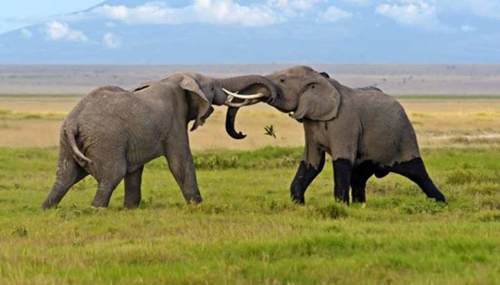 Is Amboseli National Park Worth Visiting