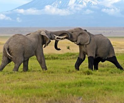 Is Amboseli National Park Worth Visiting